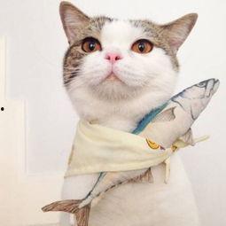 娱乐吃瓜君七七猫咪,娱乐吃瓜君的萌宠日常  第3张